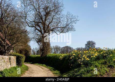 Ein Wanderweg im ländlichen West Sussex im Frühling, auf dem die Narzissen auf der Grass Verge wachsen Stockfoto