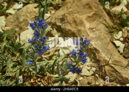 Echium plantagineum, allgemein bekannt als Purple Viper's-bugloss oder Pherson's Curse Stockfoto