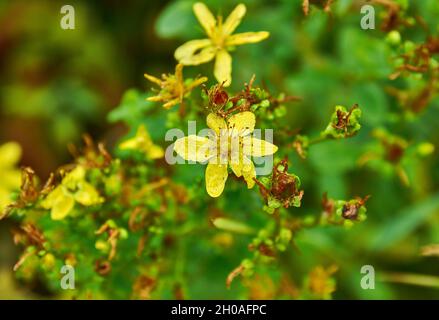 Hypericum maculatum, allgemein bekannt als imperforates Johanniskraut, Stockfoto