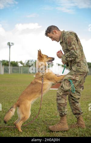 US Air Force Staff Sgt. Jakob D. Meaney, ein Trainer des 18. Militärs der Sicherheitskräfte, belohnt den neuen Militärarbeitshund Dina auf dem Luftwaffenstützpunkt Kadena, Japan, am 11. Januar 2021. Die militärischen Arbeitshunde durchlaufen monatelange Schulungen, die die Navigation von Hinderniskursen, Erkennungstests und das Auswendiglernen von Befehlen umfassen, um sicherzustellen, dass sie bereit sind, ihre Arbeit zu erledigen. Stockfoto