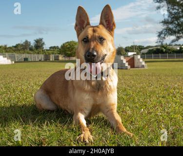 Dina, ein militärischer Arbeitshund der 18. Sicherheitsstreitkräfte, ruht auf dem Militärstützpunkt Kadena, Japan, am 11. Januar 2021 im Gras. Die militärischen Arbeitshunde durchlaufen monatelange Schulungen, die die Navigation von Hinderniskursen, Erkennungstests und das Auswendiglernen von Befehlen umfassen, um sicherzustellen, dass sie bereit sind, ihre Arbeit zu erledigen. Stockfoto