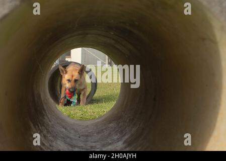 Dina, ein militärischer Arbeitshund der 18. Sicherheitsstreitkräfte, kriecht aus einem Tunnel auf dem Militärstützpunkt Kadena, Japan, 11. Januar 2021. Die militärischen Arbeitshunde durchlaufen monatelange Schulungen, die die Navigation von Hinderniskursen, Erkennungstests und das Auswendiglernen von Befehlen umfassen, um sicherzustellen, dass sie bereit sind, ihre Arbeit zu erledigen. Stockfoto