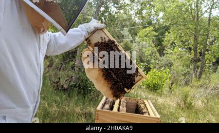 Kyle Sisco, Spezialist für natürliche Ressourcen am Trinidad Lake, legt seinen Imkeranzug an, öffnet den Bienenstock und nimmt einen der Rahmen heraus. Es ist wichtig, die Bienenstöcke so wenig wie möglich zu stören. Jedes Mal, wenn die Bienenstöcke geöffnet werden, können bis zu 300 Bienen getötet werden, indem sie in den Rahmen gequetscht werden. Stockfoto