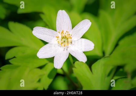 Eine zarte weiße Holzanemone blüht in einem Wald Stockfoto