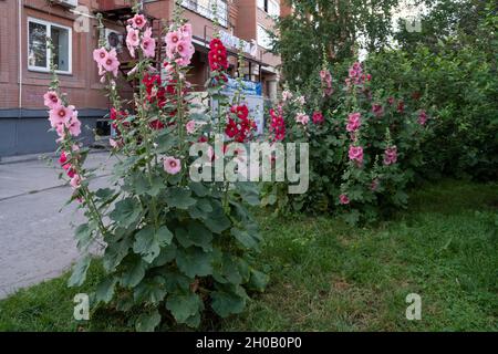 An einem Sommertag wachsen blühende Büsche aus rosa und roten Malvensträuchern oder Stockrosen (Alcea rosea L.) in der Nähe des Mehrfamilienhauses. Stockfoto