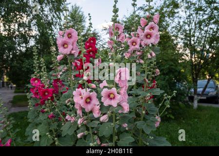 Blühende Sträucher von rosa und roten Malvensträuchern oder Stockrosen (Alcea rosea L.) im Freien an einem Sommertag im Schatten. Stockfoto