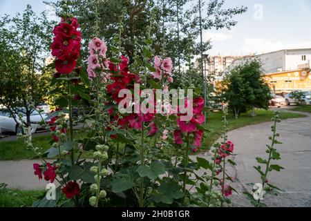 Blühende Sträucher von rosa und roten Malvensträuchern oder Stockrosen (Alcea rosea L.) in einer städtischen Umgebung an einem Sommertag. Stockfoto