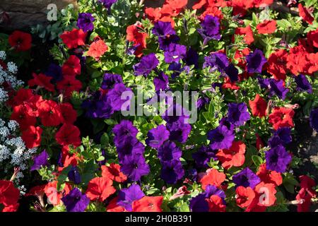 Hintergrund aus rot und blau zahlreiche Blüten von hybriden Petunien an einem sommerlichen sonnigen Tag. Stockfoto