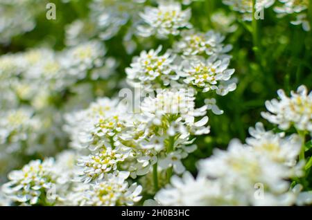 Iberis saxatilis, amara oder bittere Süßigkeiten viele weiße Blumen Stockfoto