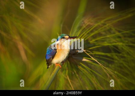 Malachiteisvögel (Corythornis cristatus), Chobe River, Chobe National Park, Botswana, Afrika Stockfoto