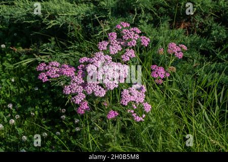 Schafgarbe (Achillea millefolium) Cerise Queen wächst an einem Sommertag auf dem Rasen zwischen dem Gras. Stockfoto