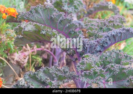 Kaleblatt in der Landwirtschaft und Ernte. Lila Grünkohl Salat wächst im rustikalen Garten. Gemüse zu Hause anbauen, Nahaufnahme. Stockfoto