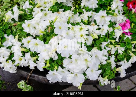 Große Gruppe frischer weißer Petunia axillaris Blüten und grüner Blätter in einem Gartentopf an einem sonnigen Sommertag Stockfoto