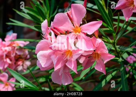 Nahaufnahme von zarten rosa Blüten von Nerium Oleander und grünen Blättern in einem exotischen Garten an einem sonnigen Sommertag, schöne Outdoor-floralen Hintergrund ph Stockfoto