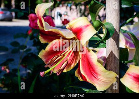Eine große rote und gelbe Lilienblume oder Lilie Pflanze in einem britischen Cottage-Stil Garten an einem sonnigen Sommertag, schöne Outdoor-Blumenhintergrund p Stockfoto