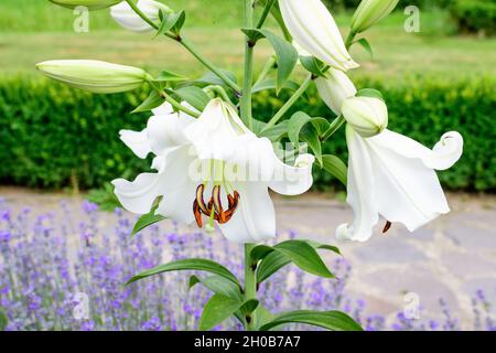 Gruppe von vielen großen weißen Blüten und Knospen von Lilium oder Lilie Pflanze in einem britischen Cottage-Stil Garten an einem sonnigen Sommertag, schöne Outdoor-Blumen b Stockfoto