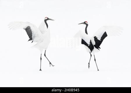 Rotkroniger Kranich (Grus japonensis) Balz mit Tanz und Springen, Hokkaido, Japan Stockfoto