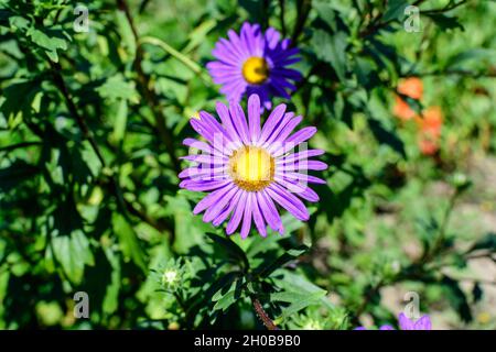 Nahaufnahme von hellvioletten Asterblüten und großen grünen Blättern in einem Garten an einem sonnigen Herbsttag, schöner Blumenhintergrund im Freien Stockfoto