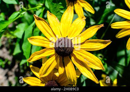 Gelbe Blüten von Rudbeckia, allgemein bekannt als Kegelblumen oder schwarze Augen susans, in einem sonnigen Sommergarten, schöne Outdoor-Blumenhintergrund photogr Stockfoto