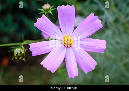 Eine zarte, leuchtend rosa Blume von Cosmos Pflanze in einem britischen Cottage-Stil Garten an einem sonnigen Sommertag, schöne Outdoor-Blumenhintergrund Foto Stockfoto