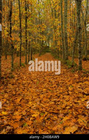 Feld mit einer geraden Reihe von Bäumen und voller Blätter mit Herbstfarben in Sobradelo da Goma, Braga, Portugal Stockfoto