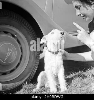 Eine Junge Frau Ermahnt Einen Foxterrier Vor Dem Rad Eines Ford V8, 1930er Jahre Deutschland. Ayoung Frau unterrichtet ein Foxterrier Welpe vor einem Ford V8, Deutschland der 1930er Jahre. Stockfoto