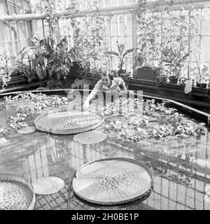 Eine Frau in Einem Gewächshaus Mit Seerosen in Stuttgart, Deutschland, 1930er Jahre. Eine Frau an einem Gewächshaus beobachten Seerosen in Stuttgart, Deutschland der 1930er Jahre. Stockfoto