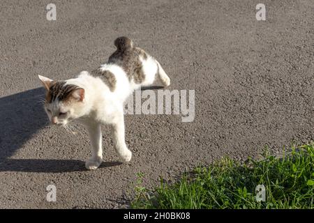 Streunende Katze auf der Straße. Obdachlose Tiere auf der Straße Foto Stockfoto