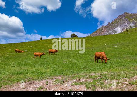 Tarentaise-Kuh oder Tarine, grasen in den alpinen Wiesen oberhalb von Champagny en Vanoise, Champagny-en-Vanoise, Savoie, Region Auvergne-Rhone-Alpes, Frankreich