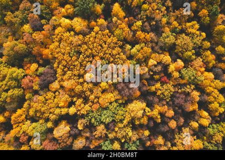 Wunderschöne Fallbäume. Blick von oben auf den herbstlichen Laubwald in gelben und orangen Farben. Luftaufnahme des Waldes während eines ruhigen Herbsttages. Bunte Herbstfarben in Waldspucken Stockfoto