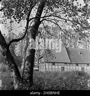 Ein Baum im Herbst vor einem Bauernfachwerkhaus, Deutschland 1930er Jahre. Ein Haus im Herbst vor einem alten Fachwerkhaus, Bauernhaus, Deutschland 1930. Stockfoto