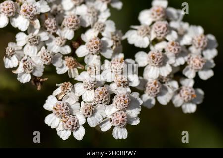 Blüten von Achillea millefolium. Stockfoto