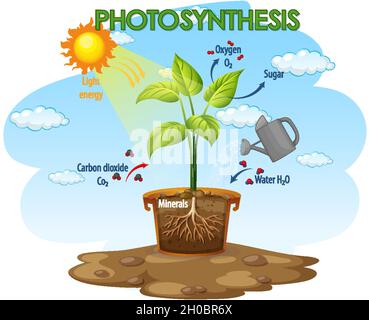 Diagramm zeigt den Prozess der Photosynthese in Pflanzendarstellung Stock Vektor