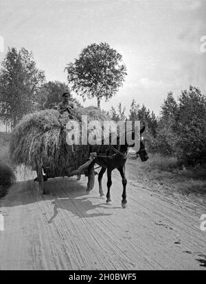 Vollbeladener Erntewagen zur Zeit der Heuernte im großen Moosbruch in Ostpreußen, 1930er Jahre. Schwer belasteter Ernte Schlitten in das grosse Moosbruch Moorland, Ostpreußen, 1930er Jahre. Stockfoto