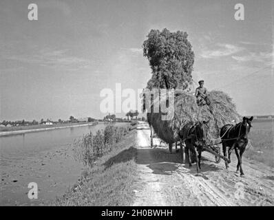 Vollbeladener Erntewagen zur Zeit der Heuernte am Großen Friedrichsgraben im Memeldelta in Ostpreußen, 1930er Jahre. Schwer belasteter Ernte Beförderung bei Gröberen Friedrichsgraben Graben in die Memel delta, Ostpreußen, 1930er Jahre. Stockfoto