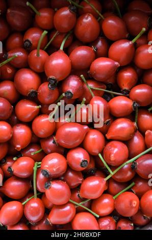 Rose Hip oder Hagebutte, auch Rose Haw und Rose Hep mit grünen Stielen genannt Stockfoto