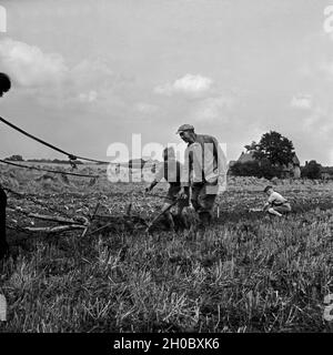 Hitlerjugend als Landhelfer bei einem Bauern in Bevensen in der Lüneburger Heide, Deutschland 1930er Jahre. Hitler Jugend als Unterstützung für einen Landwirt in Bevensen, Deutschland 1930. Stockfoto