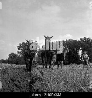 Hitlerjugend als Landhelfer bei einem Bauern in Bevensen in der Lüneburger Heide, Deutschland 1930er Jahre. Hitler Jugend als Unterstützung für einen Landwirt in Bevensen, Deutschland 1930. Stockfoto