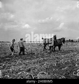 Hitlerjugend als Landhelfer bei einem Bauern in Bevensen in der Lüneburger Heide, Deutschland 1930er Jahre. Hitler Jugend als Unterstützung für einen Landwirt in Bevensen, Deutschland 1930. Stockfoto