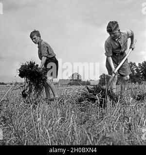 Hitlerjungen Wound als Landhelfer Mist auf dem Acker bei einem Bauern in Bevensen in der Lüneburger Heide, Deutschland 1930er Jahre. Hitler Jugend als Unterstützung für einen Landwirt in Bevensen Verbreitung Dünger auf einem Kornfeld, Deutschland 1930. Stockfoto