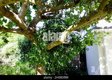 Mistel wächst in einem Apfelbaum Stockfoto