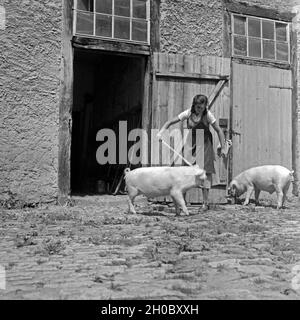 Ein BdM Mädel als Landhelfer bei Bauern in der Gegend von Polle an der Weser, hier beim Versorgen der Schweine, Deutschland 1930er Jahre. Ein BdM-Mädchen als Unterstützung für die lokalen Bauern in der Nähe von Polle, hier treiben die Schweine, Deutschland 1930. Stockfoto