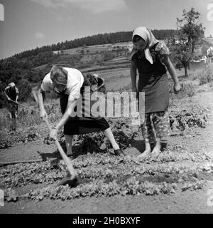 BdM Mädel als Landhelfer bei Bauern in der Gegend von Polle an der Weser, Deutschland 1930er Jahre. BdM-Mädchen als Unterstützung für die lokalen Bauern in der Nähe von Polle, Deutschland 1930. Stockfoto