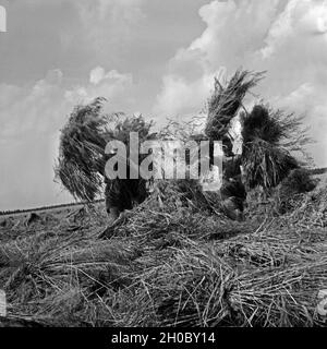 Jungen als Landhelfer bei der Feldarbeit bei einem Bauern in Bevensen in der Lüneburger Heide, Deutschland 1930er Jahre. Jungen, die in einem Feld als Unterstützung für einen Landwirt in Bevensen, Deutschland 1930. Stockfoto