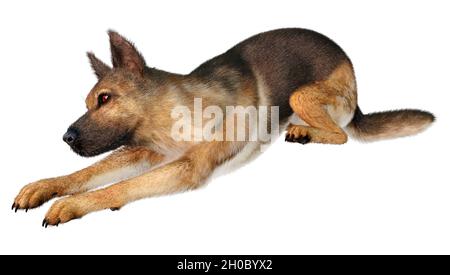 3D-Rendering eines deutschen Schäferhundes isoliert auf weißem Hintergrund Stockfoto