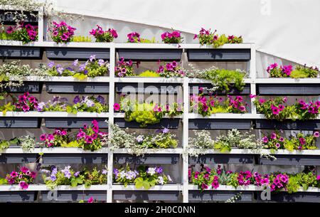 Viele mehrfarbige Petunia-Blüten auf einem Bücherregal, Hintergrund. Platz für Text, Dekoration kopieren Stockfoto