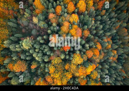 Antenne Drohne von oben nach unten anzeigen. Gelb, orange und rot Bäume im Herbst in bunten Wald. Sonnigen Tag im Herbst in den Bergen Stockfoto