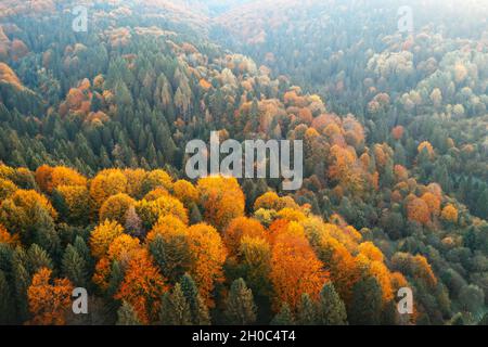 Antenne Drohne von oben nach unten anzeigen. Gelb, orange und rot Bäume im Herbst in bunten Wald. Sonnigen Tag im Herbst in den Bergen Stockfoto