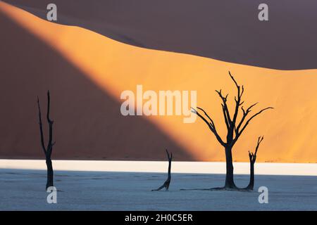 Tote Camelthorn Bäume bei Sonnenaufgang, Deadvlei, Namib-Naukluft National Park, Namibia, Afrika. Getrocknete Bäume in der Wüste Namib. Landschaftsfotografie Stockfoto