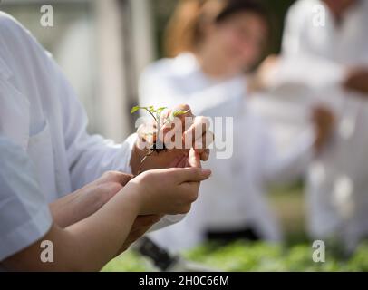 Zwei Agronomen in weißen Mänteln, die sich um die Setzlinge im Gewächshaus kümmern Stockfoto